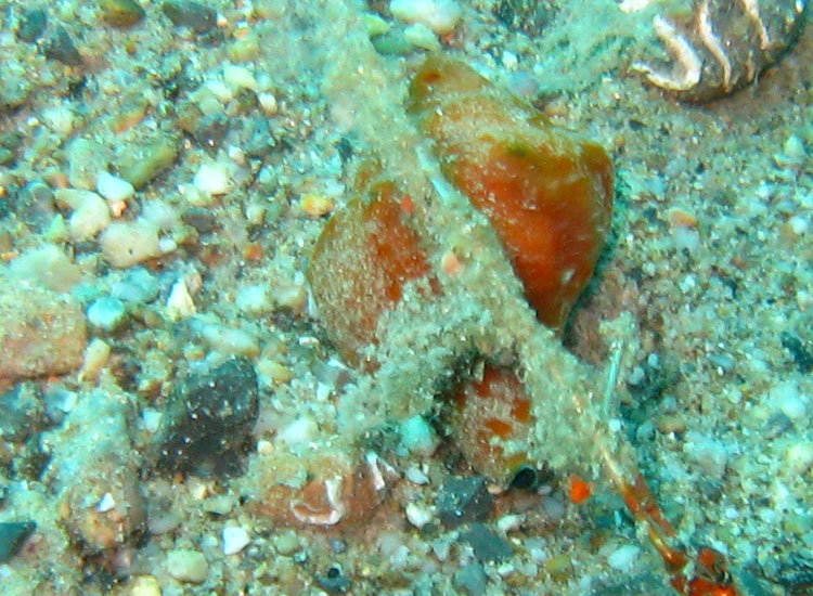 Hexaplex trunculus